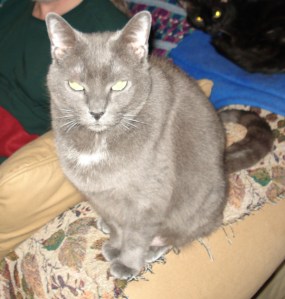 luna-cropped-web Luna