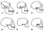 1. Gorilla 2. Australopithecus 3. Homo erectus 4. Neanderthal (La Chapelle aux Saints)5. Steinheim Skull 6. Euhominid - Neanderthal entry, wikipedia