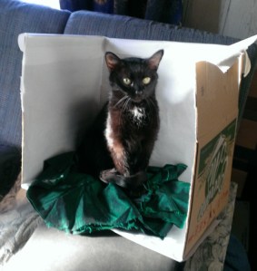 Mordred, my scrawny little black cat