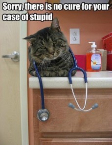 cat no cure for case of stupid