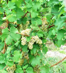 white champagne type grapes at McGregor