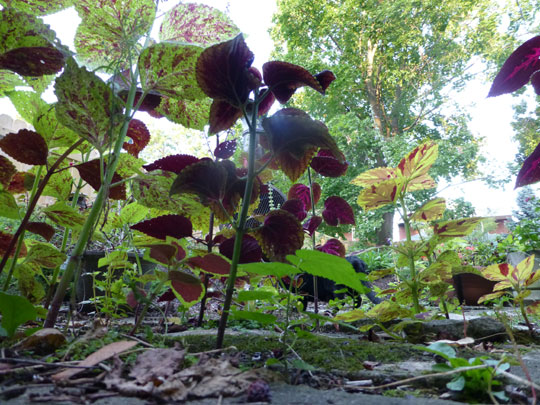 llittle-alien-planet-3